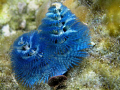   blue xmas  